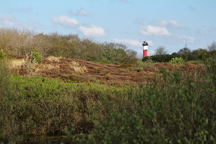 Heided&uuml;nen