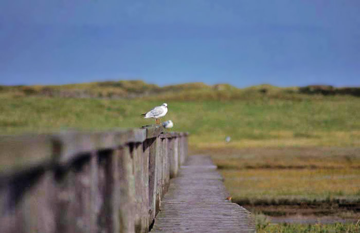 Am Steg des fr&uuml;heren Yachthafens
