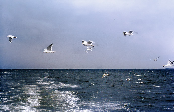 Silberm&ouml;wen