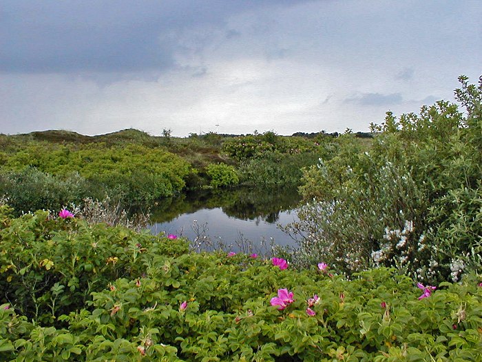 An den &raquo;Eiskuhlen&laquo;