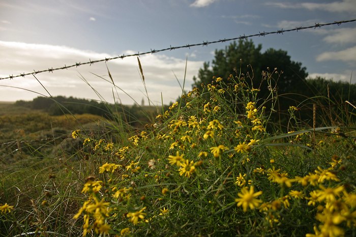 Herbstblumen in den D&uuml;nen