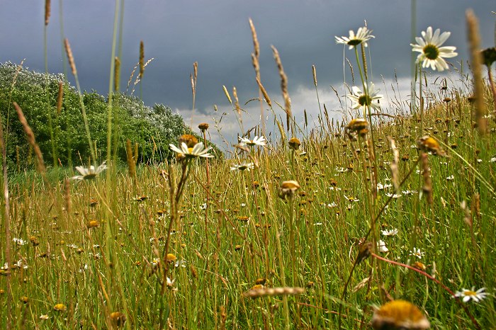 Bewuchs auf dem Deich