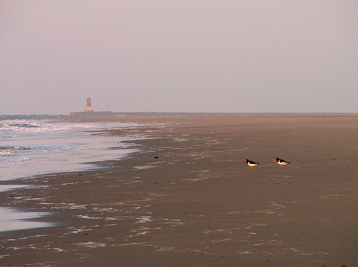 Oststrand mit &raquo;Minsener Oog Buhne A&laquo;