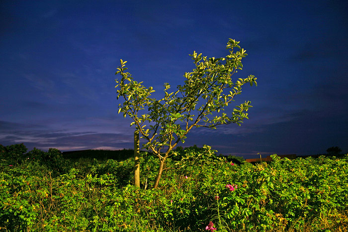 B&auml;umchen an der Siedlerstra&szlig;e