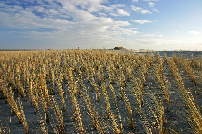 Helmpflanzungen am Harle Hörn