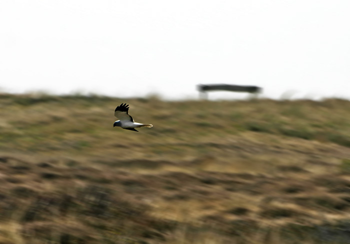 Kornweihe &uuml;ber den Eiskuhlen
