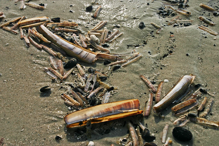 Amerikanische Scheidenmuschel