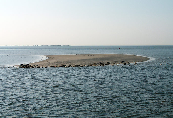 Seehundsbank &raquo;Eversand&laquo;