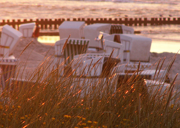 D&uuml;nengras und Strandk&ouml;rbe