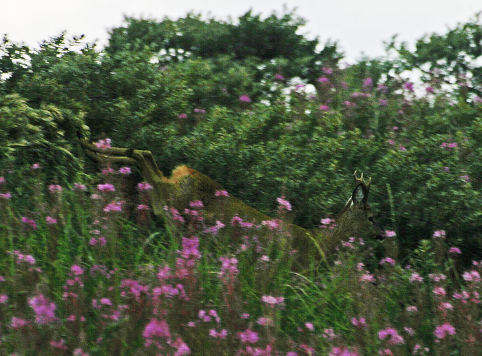 Rehbock in den Ostd&uuml;nen