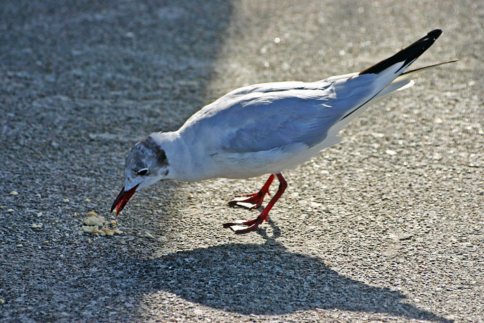 Lachm&ouml;we auf der Strandmauer