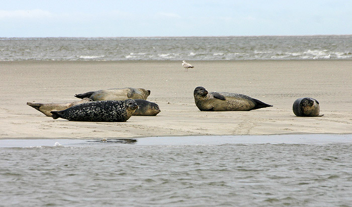 Seehunde auf der Sandbank