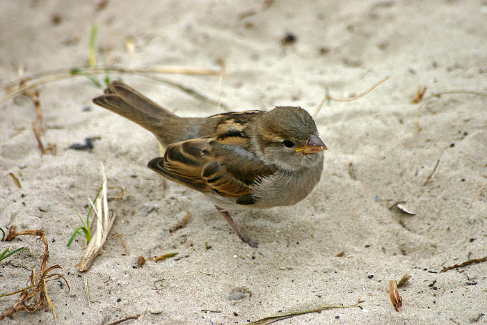 Spatz im D&uuml;nensand