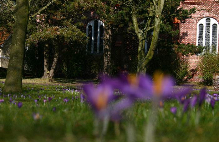 Krokusse vor der Nikolaikirche
