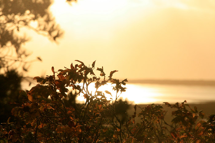 Heckenrosen im Gegenlicht