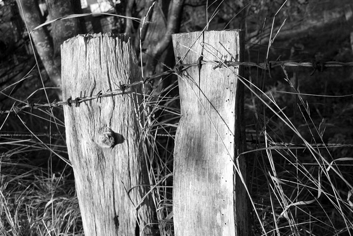 Zaunpf&auml;hle in Schwarz-wei&szlig;