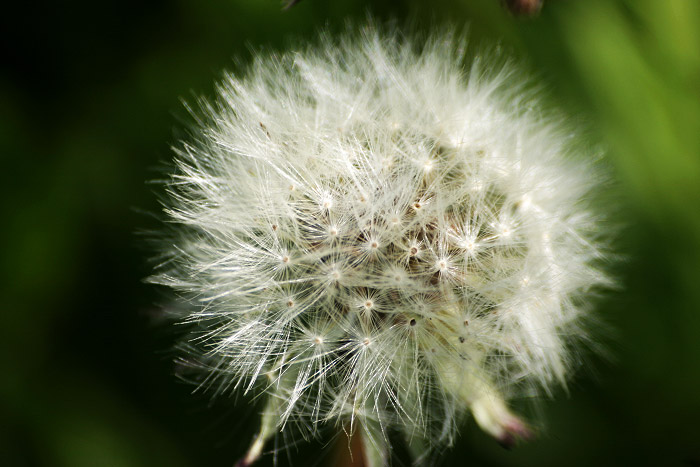 Pusteblume