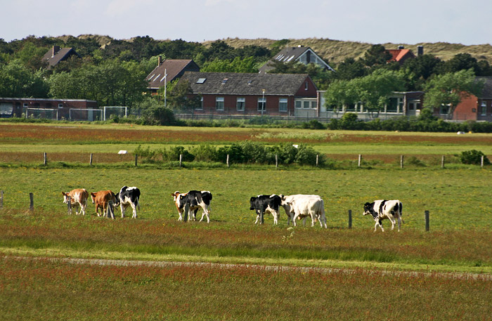 Rinder im G&auml;nsemarsch