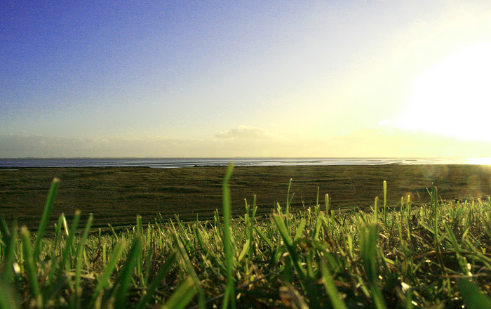 Blick zum Deichvorland