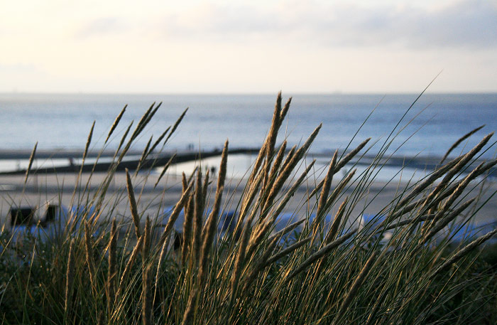 D&uuml;nengras am Hauptstrand
