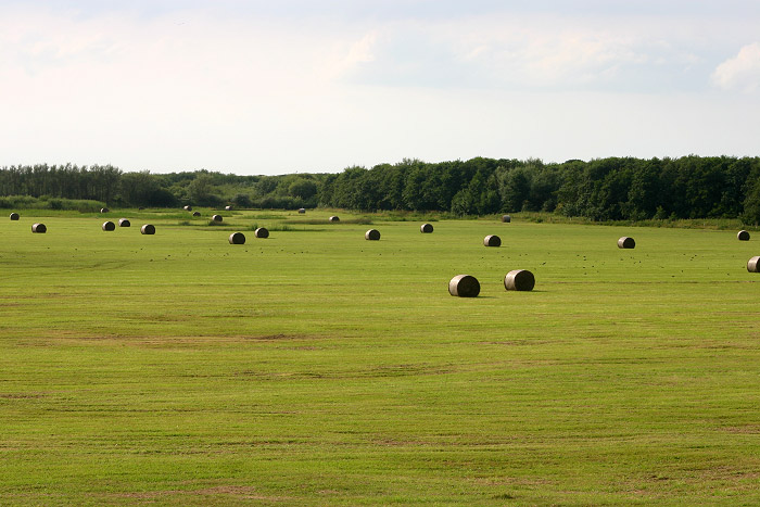 Heuballen im Ostinnengroden