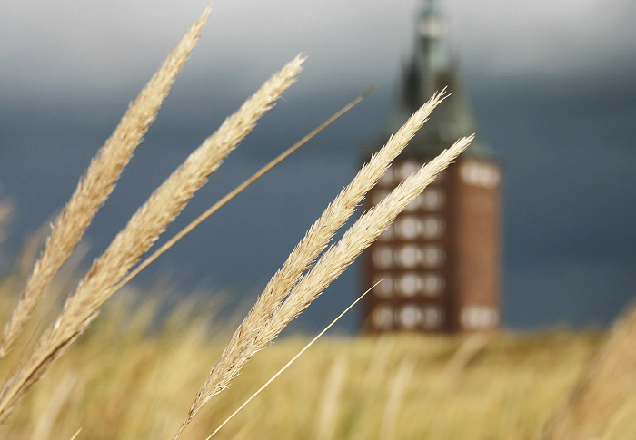 Strandhafer beim Westturm