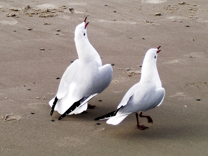 Turtelnde M&ouml;wen