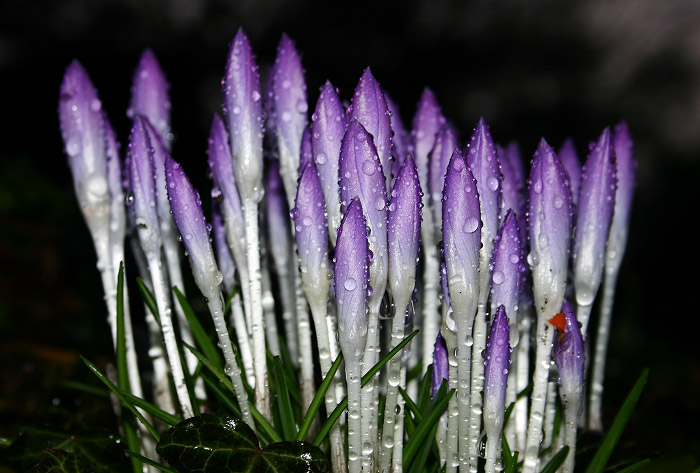Krokusse nach dem Regen