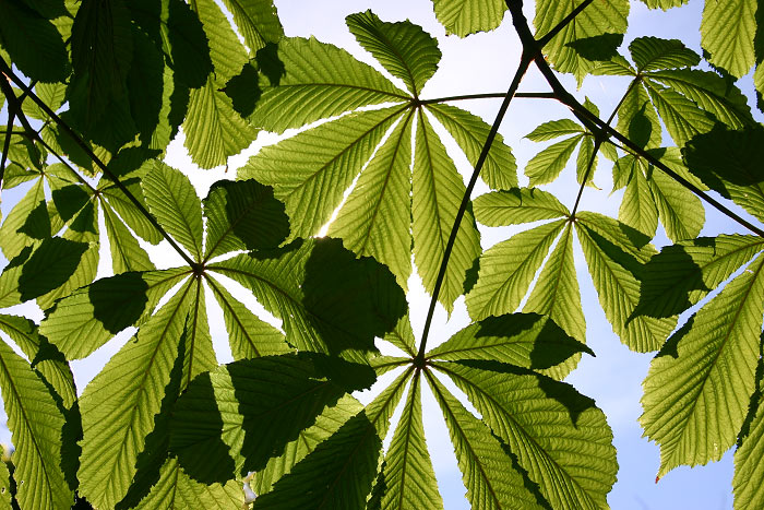 Kastanienbl&auml;tter im Dorfplatz