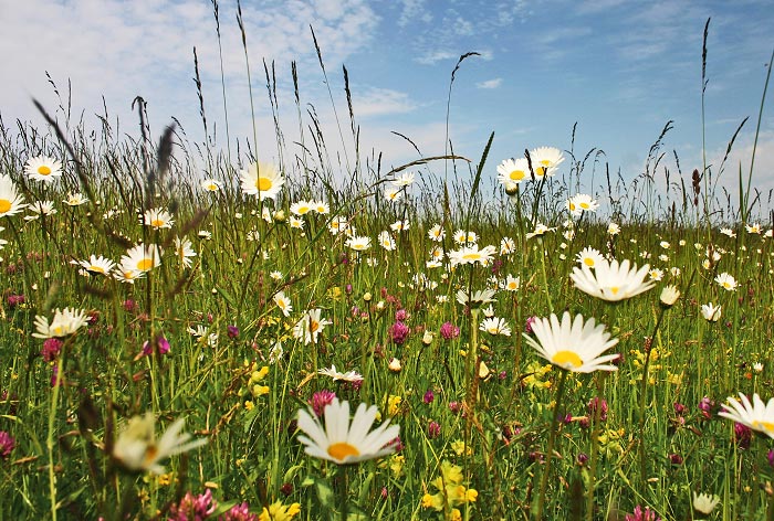 Ostgrodendeich kurz vor der Mahd