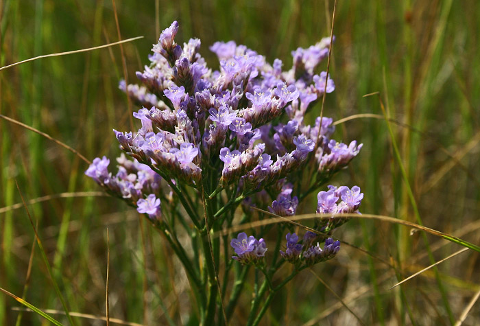 Makroaufnahme des Gew&ouml;hnlichen Strandflieders