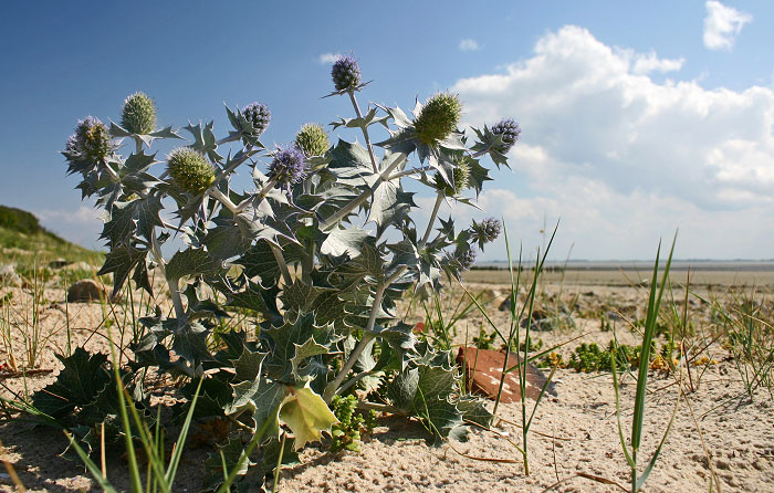 Stranddistel