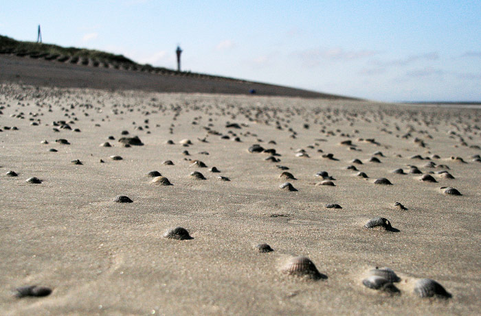 Muschelstrand