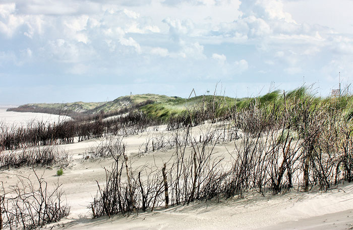 Buschwerk in den Ostd&uuml;nen