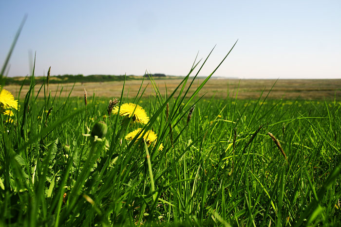 Fr&uuml;hlings-Ostgrodendeich