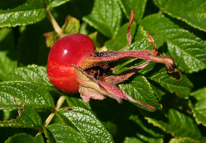 Hagebutte der Kartoffelrose