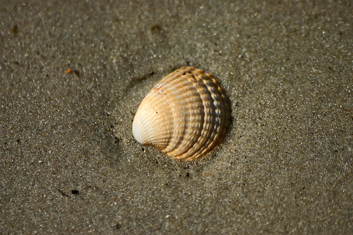 Schale einer Herzmuschel