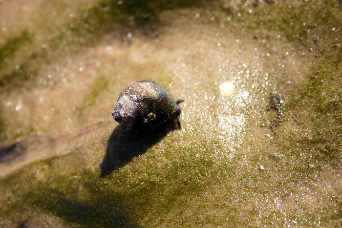 Strandschnecke auf dem Wattboden