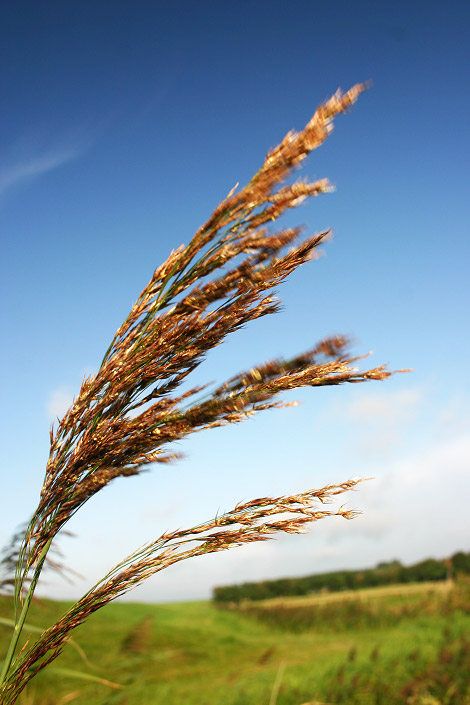 Schilfrohr am Deichgraben