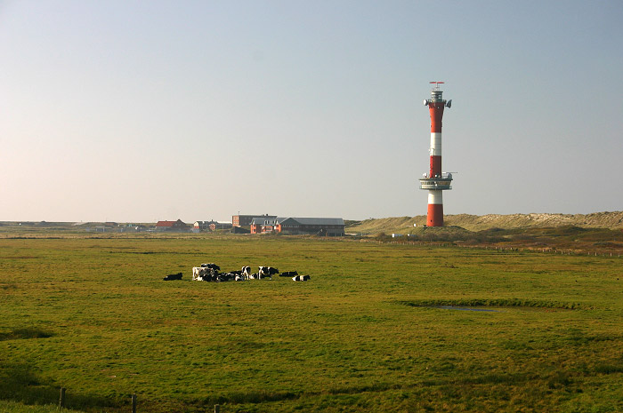 Rinder im Westinnengroden