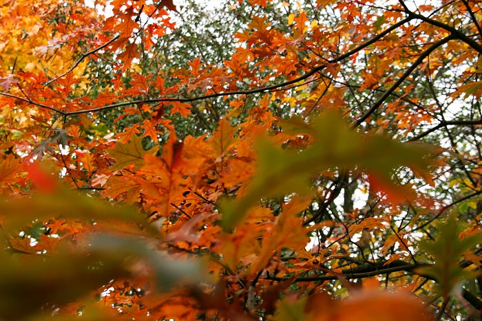 Die Farben des Herbstes