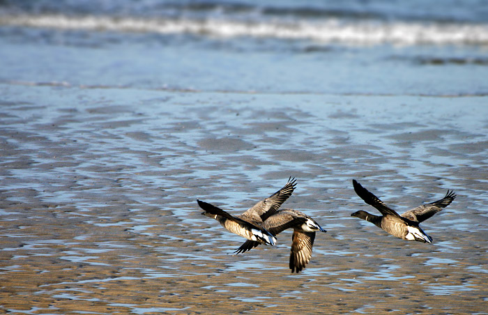 Ringelgänse im Flug