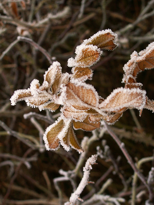 Kartoffelrosen im Rauhreif
