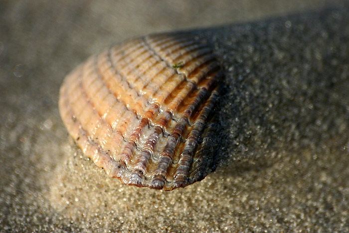 Schale der Gemeinen Herzmuschel