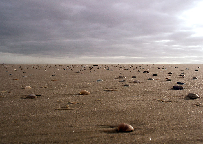 Muscheln auf dem Sand
