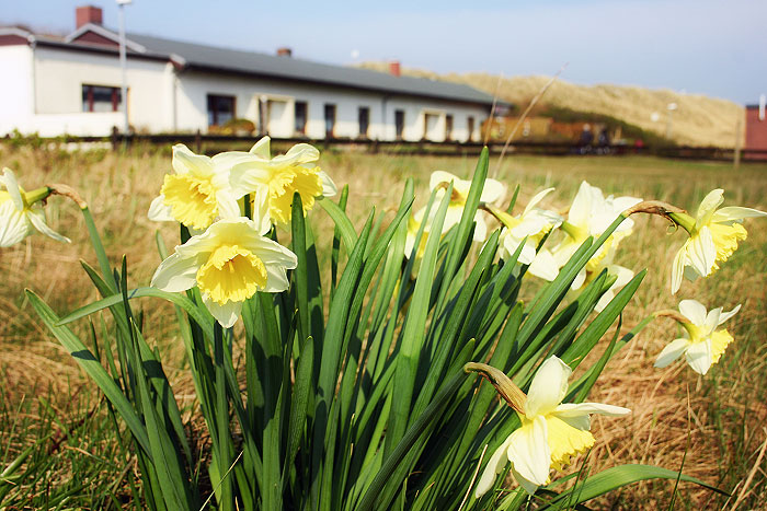 Osterglocken im Westdorf