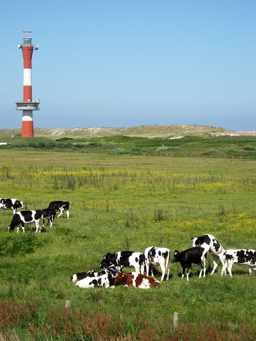 Rinder im Westinnengroden