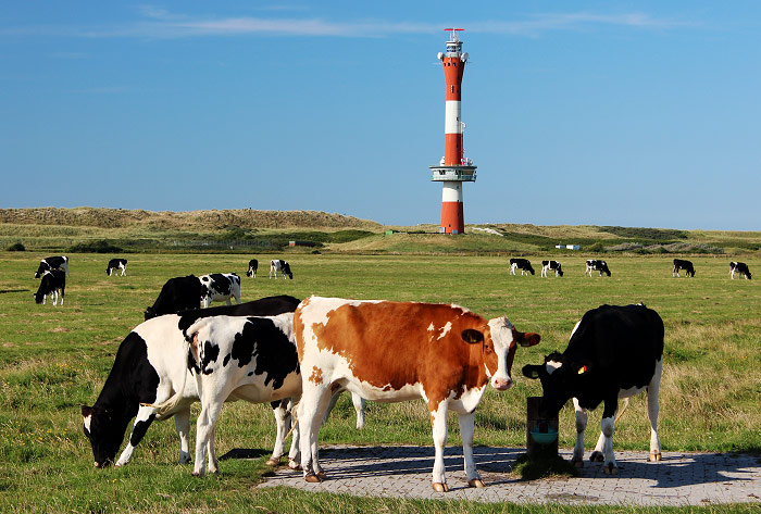 Rinder an der Wasserstelle