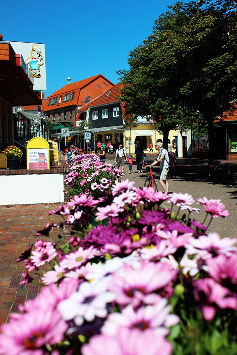 Bl&uuml;mchen in der Zedeliusstra&szlig;e