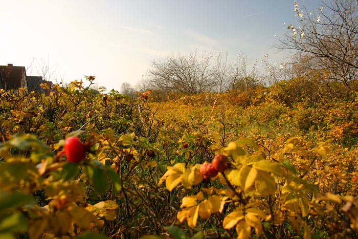 Kartoffelrosen an der Siedlerstra&szlig;e